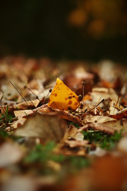 魔术破纪录，霍华德暗讽皇！东契奇32+7+7，阻湖人3连败！.