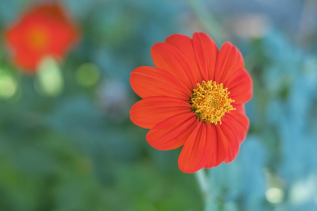 对观赏性的 对观赏性的